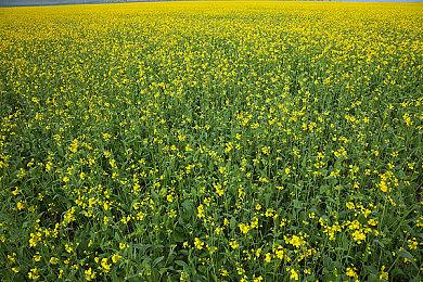 《刺客信条：影》规模与《起源》相似 体验极佳